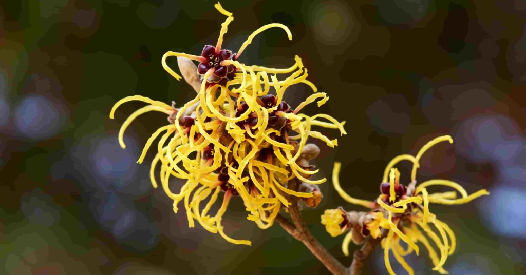 Witch Hazel