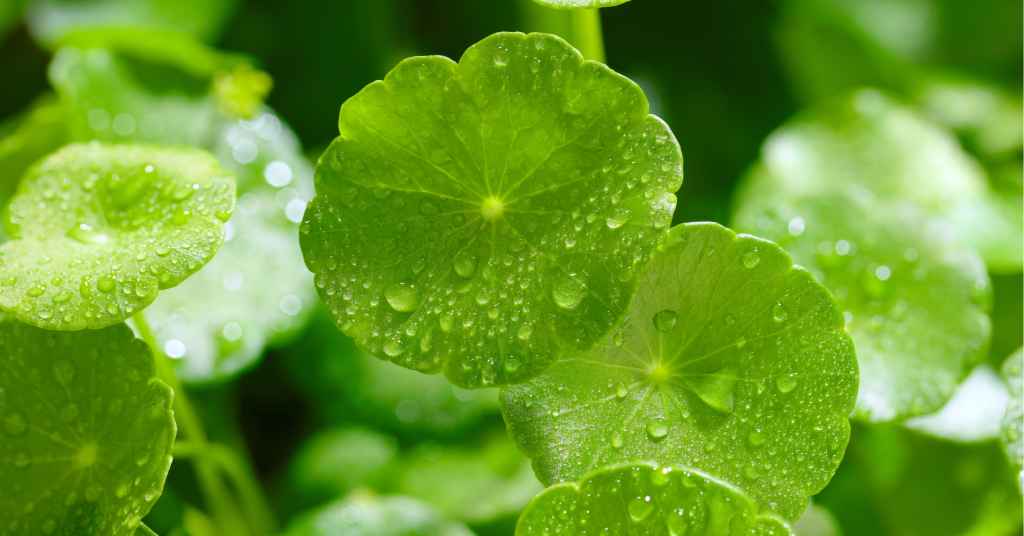 Centella Asiatica