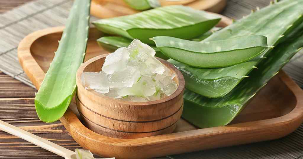 Aloe Vera for hair